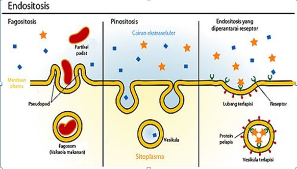 TRANSPORT MEMBRAN  Welcome to e-Biology's Blog