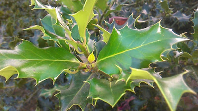 ilex aquifolium