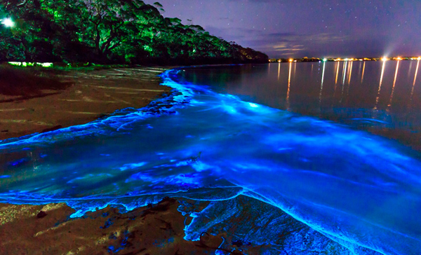 Bioluminescent beach