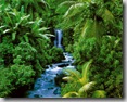 rain-forest