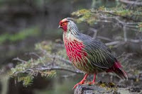 Blood pheasant- State bird of  Sikim