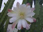 Cereus forbesii care
