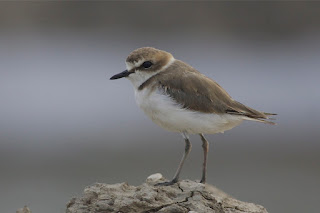 kentish plover