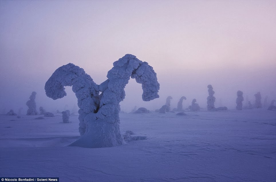 Amazing Frozen Trees in The Arctic Look Like An Alien World