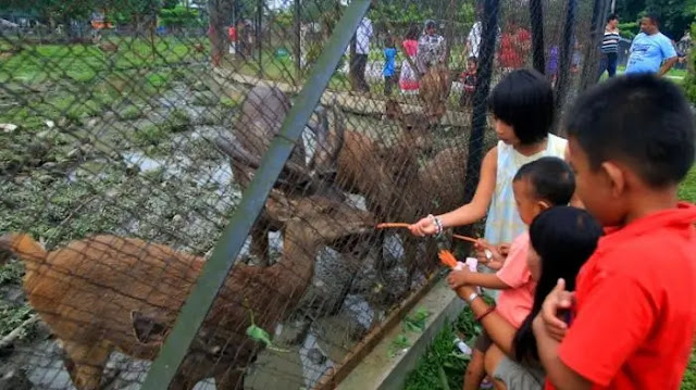 Tempat Wisata Di Padang Bulan Medan Kolam Renang Citra Garden Medan Wisata Gratis Sembari Melihat Rusa di Taman Kampus USU tempat wisata di medan yang sudah dibuka tempat wisata di medan yang lagi hits tempat jalan-jalan sore di medan