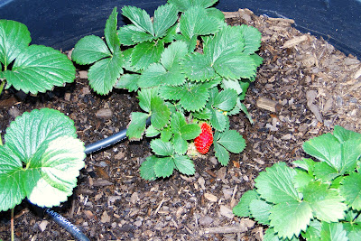 First Strawberry on Alejandro Farms