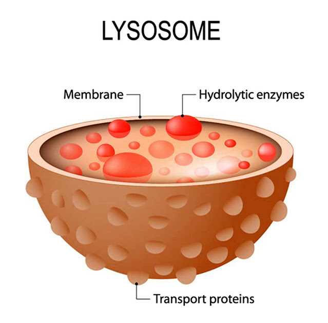 What are the abnormalities caused by lysosomes? Lysosome Storage Disorders Fabry disease. This disease is caused by the alpha-galactosidase A enzyme, which functions to digest fat, cannot be produced by sufferers. Gaucher disease.  Krabbe disease.  Niemann-Pick disease.  Metachromatic leukodystrophy (MLD).  Mucopolosaccharidosis (MPS).  Pompe's Disease.  Tay-Sachs disease.  Where is the lysosome located? The shape of the lysosomes is somewhat spherical and the lysosomes are limited by a single membrane system with a lysosome diameter of about 1.5 microns and the location of the lysosomes near the golgi bodies. Lysosomes were first discovered in 1950 by a scientist named Cristian De Duve and are found in all eukaryotic cells.   How Do Lysosomes Work in Cells? The digestive process carried out by lysosomes is the digestion of extracellular matter. In this process, lysosomes digest unwanted foreign objects that are outside the cell, such as bacteria and others.