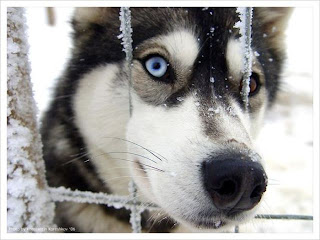 Husky Dogs