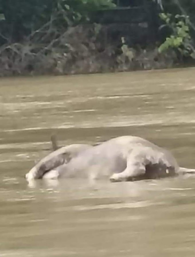 Arrojan vacas muertas al Río Sinú 