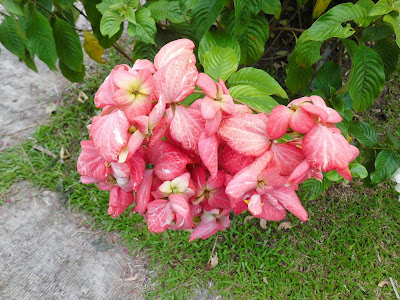 Red Mussaenda (Philippica Mussaenda)