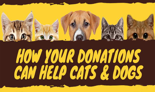 How Your Donations Can Help Cats & Dogs 