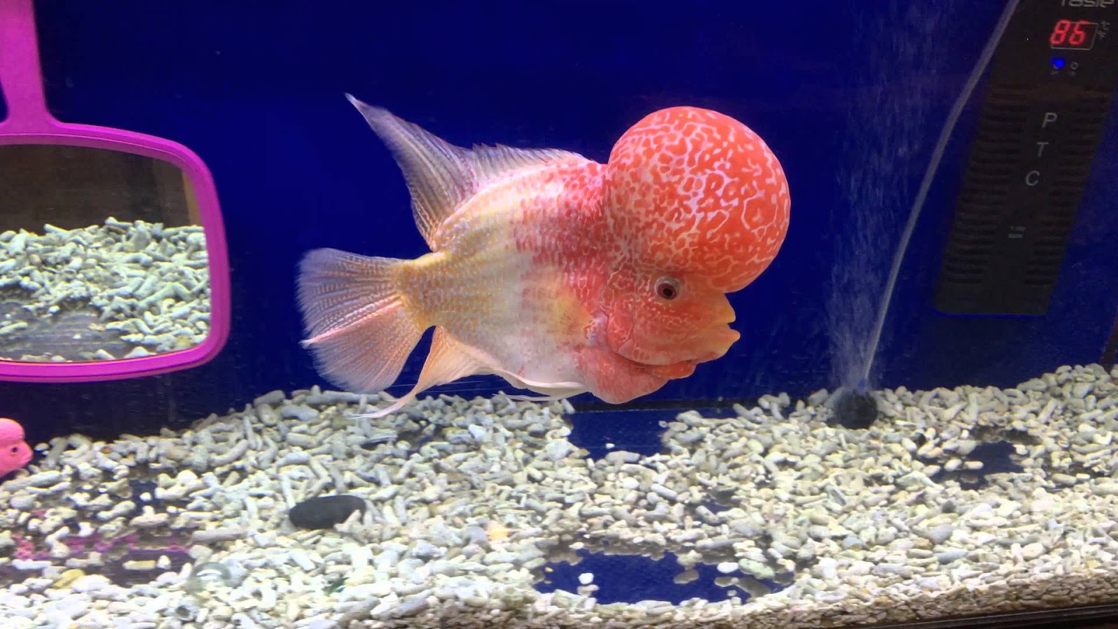  Flowerhorn  fish care with some easy steps Aquarium s  Care