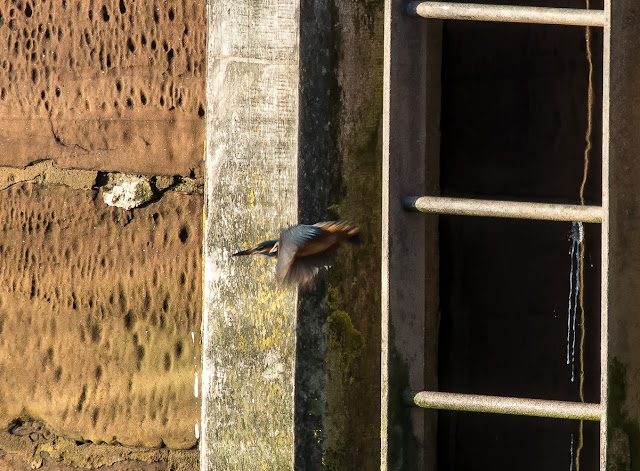 Photo of the kingfisher flying away