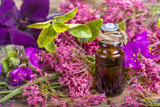 Aceite Esencial de Salvia Para La Celulitis