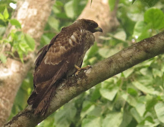 Oriental Honey-buzzard