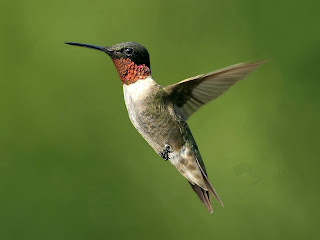 hummingbird