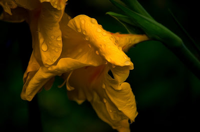 Gladiolen, gladioli, swaardlelies, gladiole, gladiolus, gladioolide, gladiolukset, glaïeuls, γλαδιόλες, glaidiólais, gladiols, gladiolu, kardeliai, gladioler, mieczyki, gladíolos, gladiole, Гладиолусы, Гладиоли, mečíky, гладіолуси, kardvirág, a, гладыёлусы, , グラジオラス、