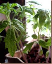 tomatoplants tomatoplants
