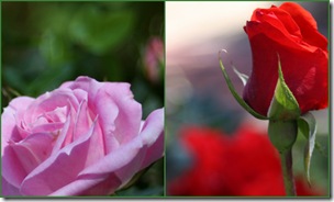 pregny garden2