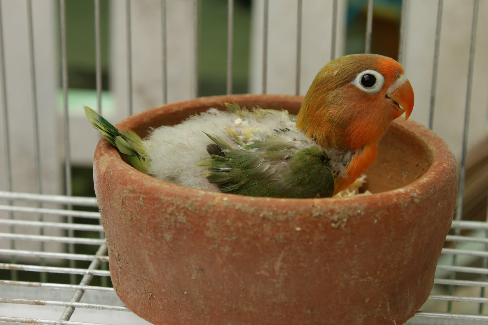 Baby Olive Fischer Love Bird in Nest