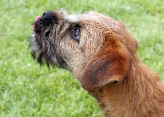 images of border terriers