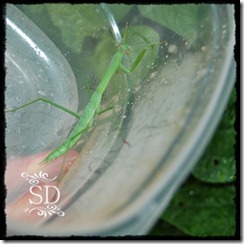 PrayingMantis PrayingMantis