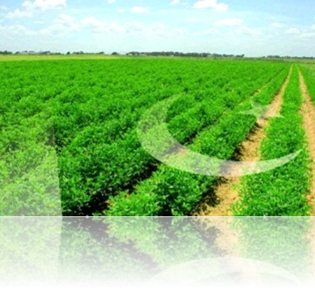pakistani flag design in green field