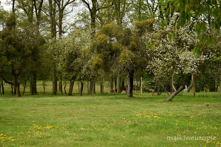 Wałkowa Dom Drzewa