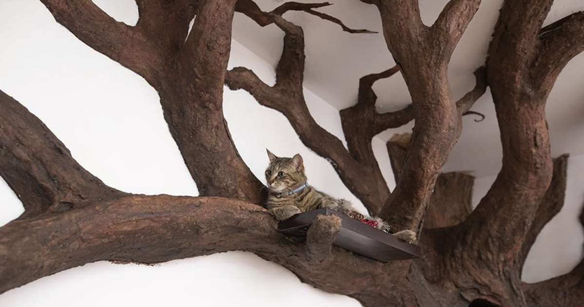 Man Created An Incredible Indoor Fake Tree For His Majestic Cat