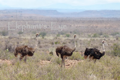 Ostriches