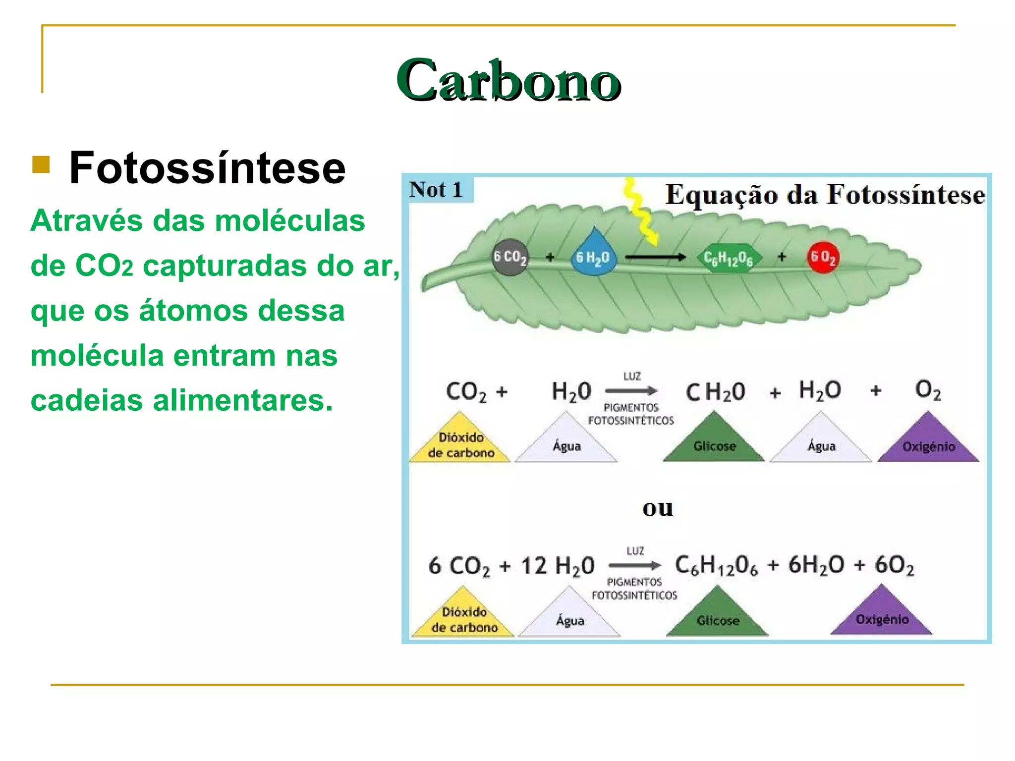 CICLO DO CARBONO