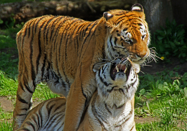 Tigers are solitary but come together for mating