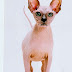 Sphynx Cat - Advantages and Disadvantages of Owning a Sphynx