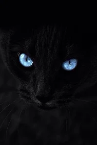 The Blue Eyes of Black Cat-Edgar Allan Poe