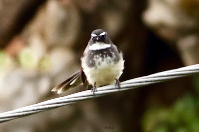 Spot-breasted Fantail