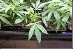 weed