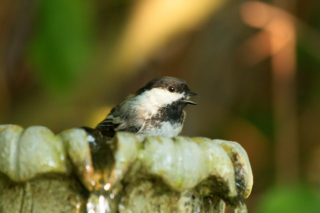 A Chickadee enjoys a bath in our fountain