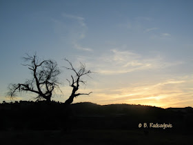 "Larry" Moore Park in Paso Robles: A Photographic Review - Bare Cottonwood Tree in the Sunset