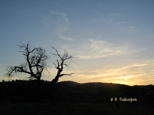 "Larry" Moore Park in Paso Robles: A Photographic Review - Bare Cottonwood Tree in the Sunset