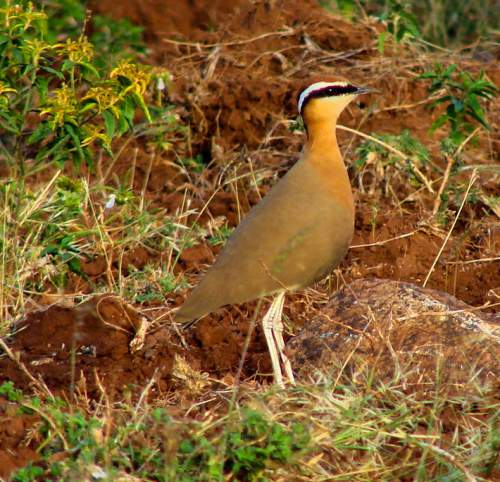 Cursorius coromandelicus