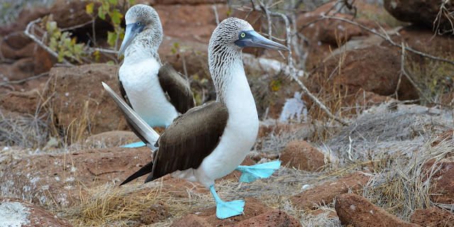 Better knowledge of evolution leads to greater acceptance of the concept