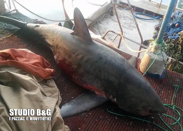 Αργολίδα: 4 μέτρα καρχαρία έπιασε ψαράς στη Νέα Κίο