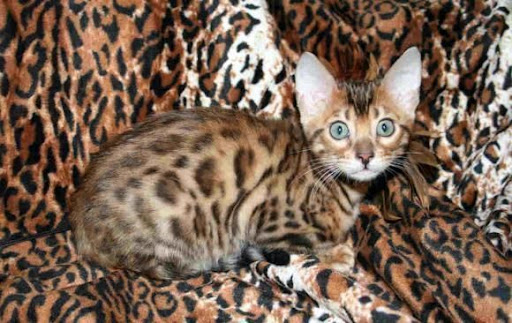 most expensive animals - bengal cat (funniest area)