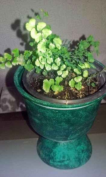 Mas, saçaricos à parte, uma planta que nasce feito mato por aqui é a tal da Avenca.  Eu acho linda, e é desde sempre que nunca pude ver essa planta que já levava uma mudinha pra casa. 