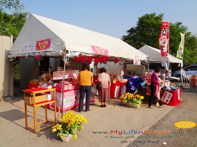 富士芝櫻祭