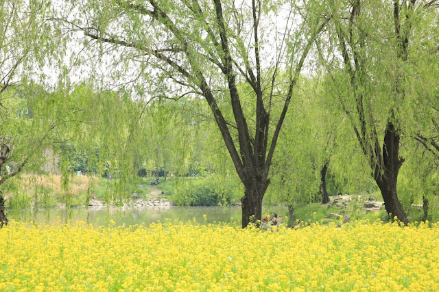 Hangang Seoraeseom Canola Festival