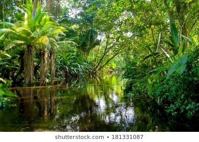 Amazon (The largest jungle in the world) mystical river (Hottest river in the world)