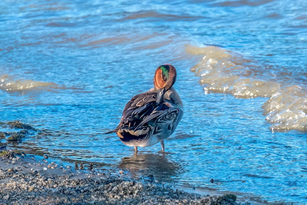 Green-winged teal