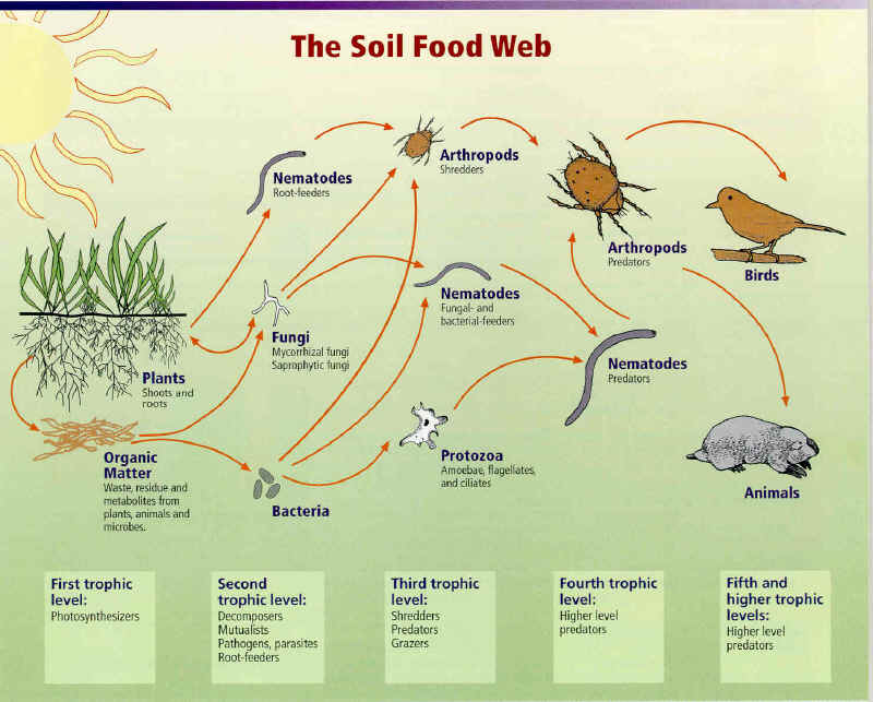 food web rainforest. rainforest food chain diagram.