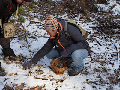 grzyby 2016, grzyby w grudniu, jakie grzyby można zbierać w zimie, grzyby pod śniegiem, zimowe grzybobranie, pieprznik trąbkowy Cantharellus tubeaformis, podgrzybek brunatny Boletus badius, lakówka ametystowa Laccaria amethistina